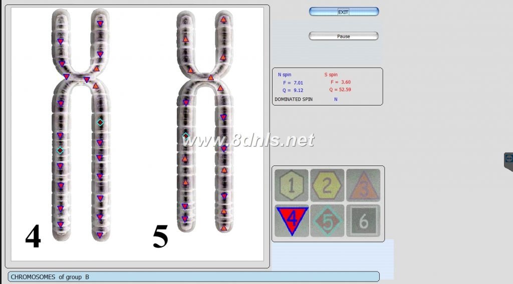 vector nls biofeedback